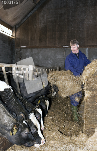 Image of Feeding cattle