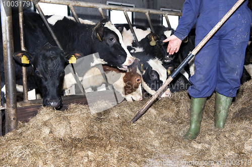 Image of Feeding heifer