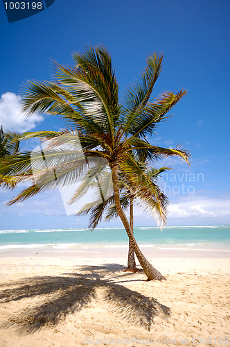 Image of Tropical beach