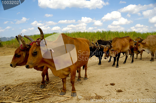 Image of Oxes in sugar cane field.