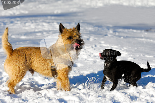 Image of Two dogs in snow