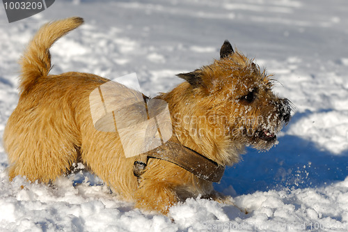 Image of Dog in snow