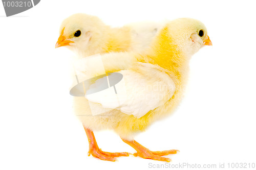 Image of Two chicks