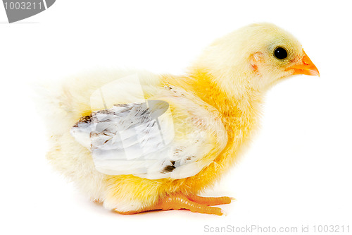 Image of Chicken baby