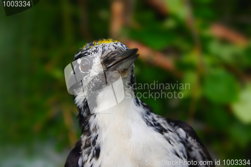 Image of Woodpecker