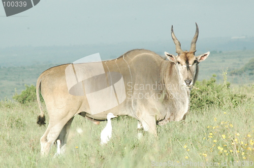 Image of Eland