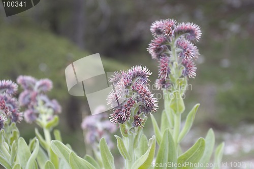 Image of Wild Flowers