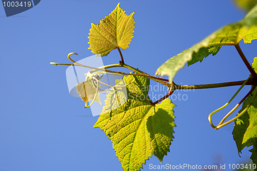 Image of Fresh Green Grape Leaf 