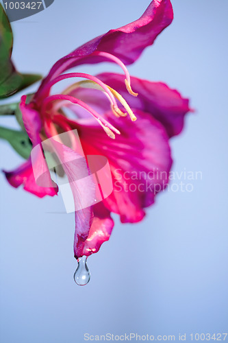 Image of water drop on flower petal 