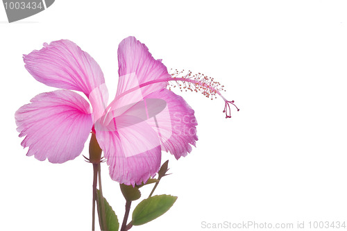 Image of Hibiscus flower 