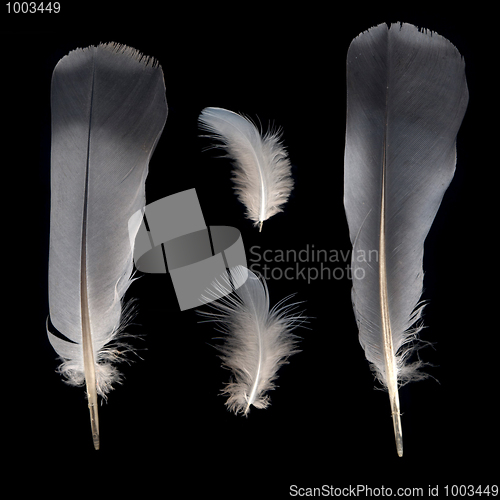 Image of White and grey feathers