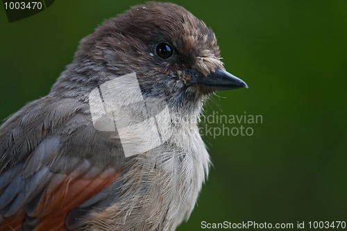 Image of Siberian jay