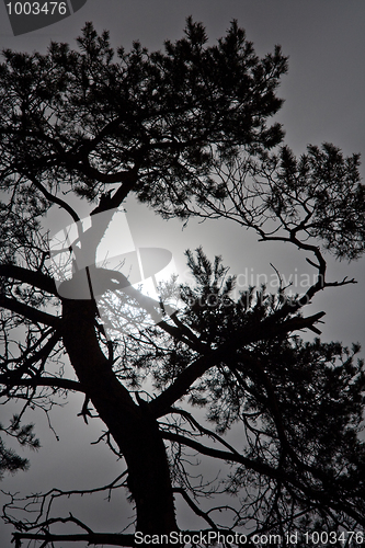 Image of Full moon