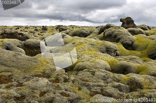 Image of Moss covered lava field