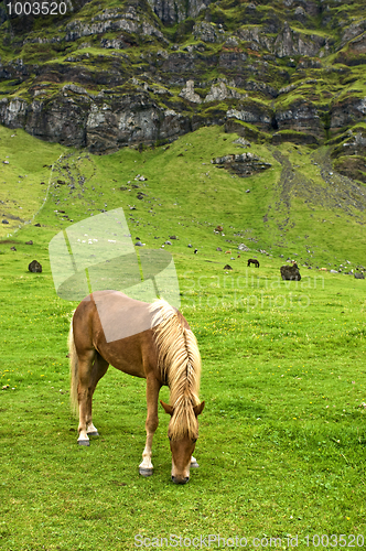 Image of Iclandic horse