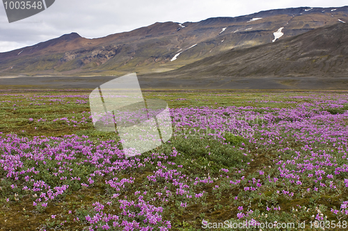 Image of Oasis River bedding