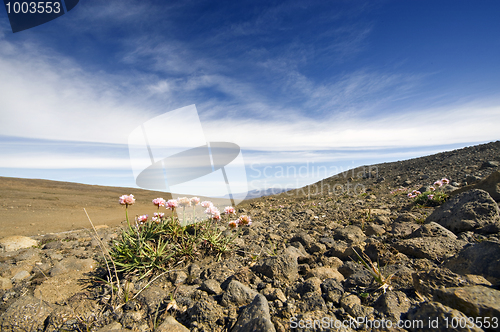 Image of Volcanic Tundra Landscape