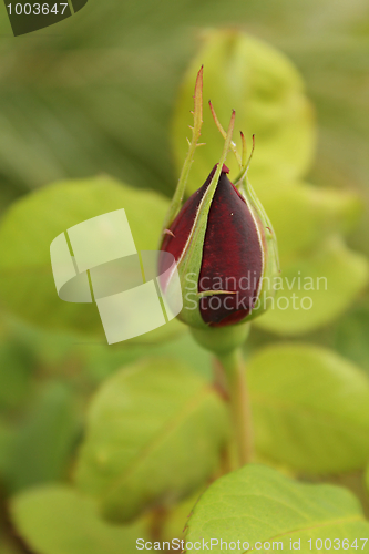 Image of Red rose bud