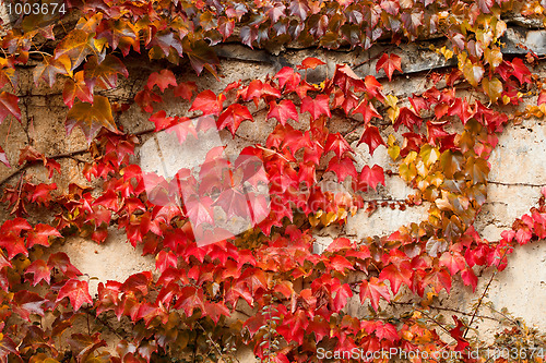 Image of Autumn red colored leaves on stone wall for backgroung use