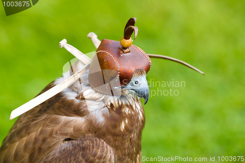 Image of Portrait of Falcon with a Cap 