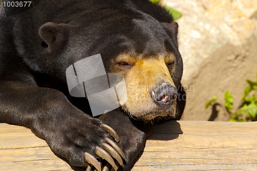 Image of Sun bear also known as a Malaysian bear