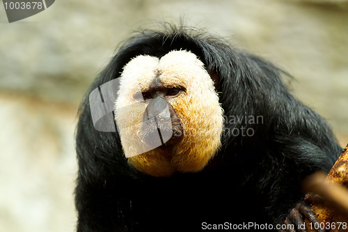 Image of Pithecia pithecia, also known as Golden-face saki monkey