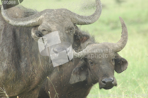 Image of BUFFALO AND CALF