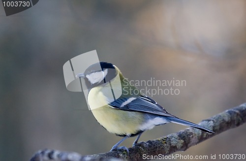 Image of Great tit