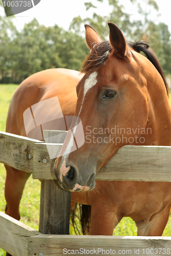 Image of Chestnut horse in field