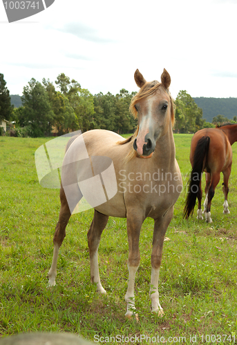 Image of Horses in a field