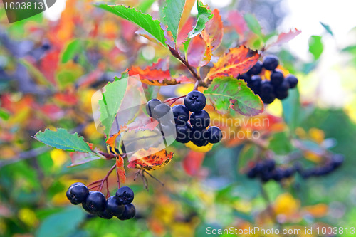 Image of Black chokeberry