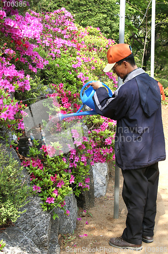 Image of Korean man watering statues