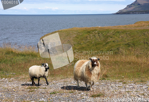 Image of Sheep in Iceland