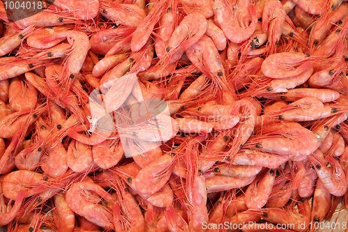 Image of Shrimps