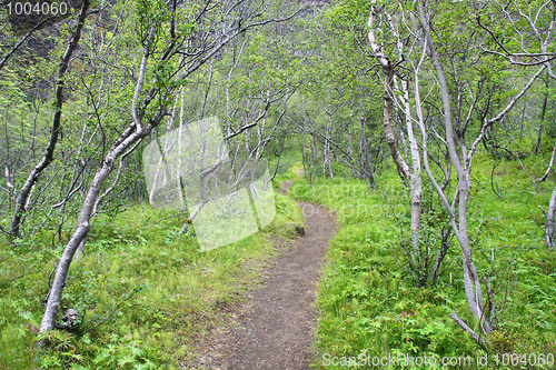 Image of Green forest