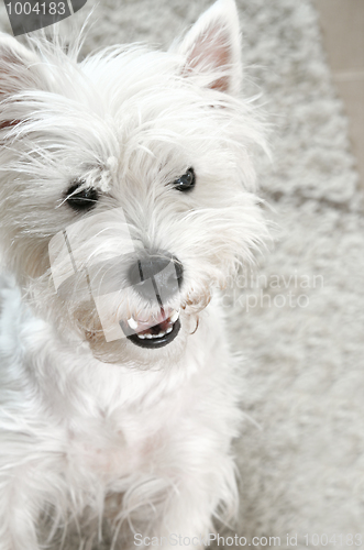 Image of West highland white terrier