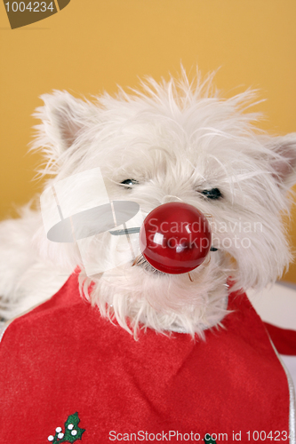 Image of Red nose