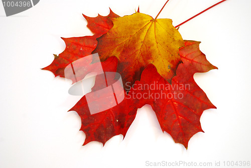 Image of Colored leaves