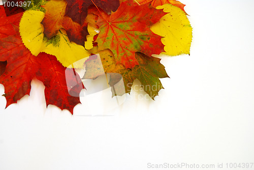 Image of Colored leaves