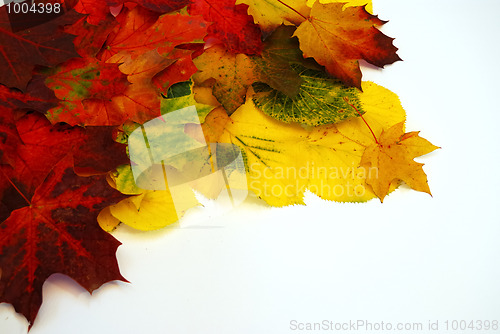 Image of Colored leaves 3