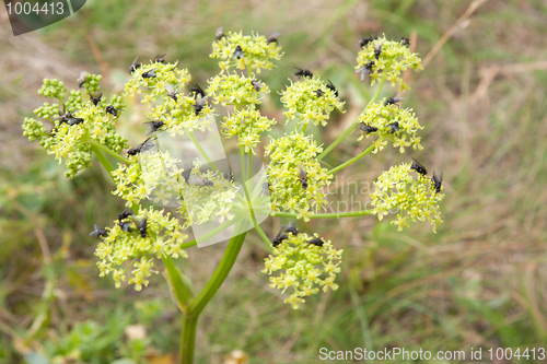 Image of Flys sit on yellow flower