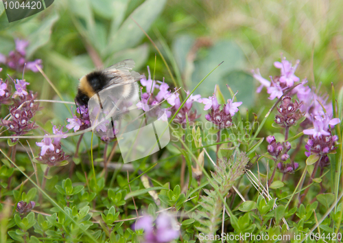 Image of Bee sits on flower