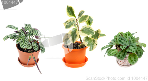 Image of Three home flowers in pot