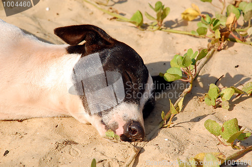 Image of Sleeping Dog on the Beach