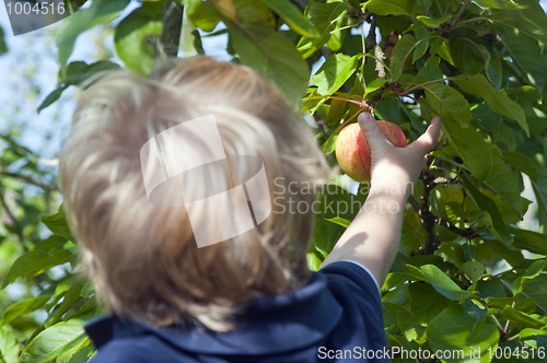 Image of Picking apples