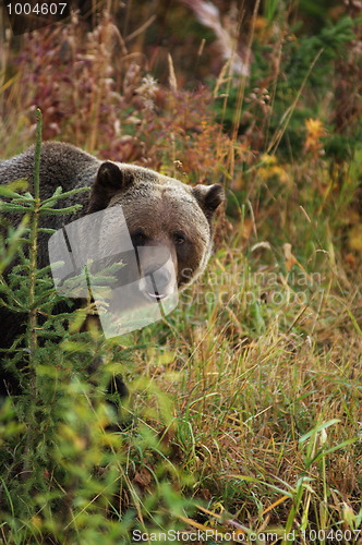 Image of Male Grizzly Bear