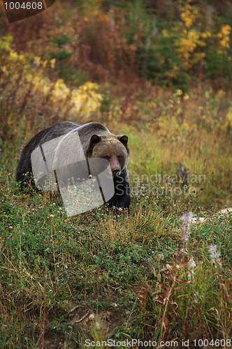 Image of Male Grizzly Bear