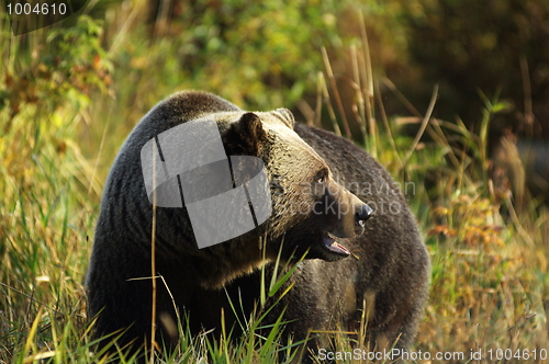 Image of Male Grizzly Bear