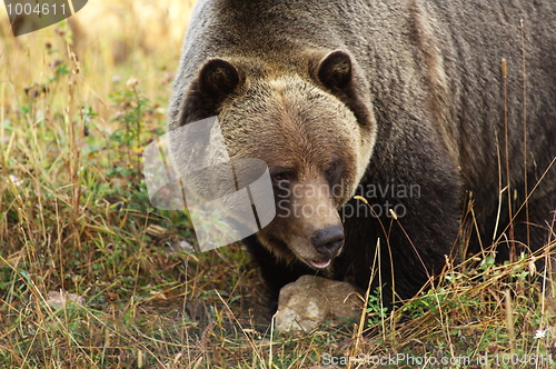 Image of Male Grizzly Bear