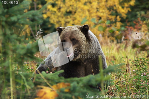 Image of Male Grizzly Bear